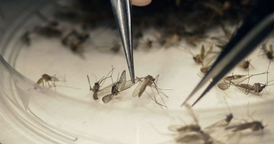 US$ 56 mi para combater zika vírus OMS