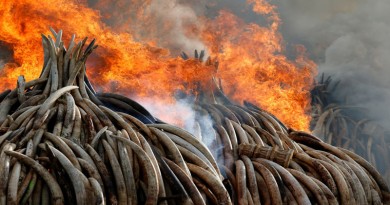 fim caça Quênia queima 100 toneladas marfim
