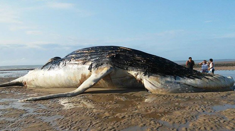 Baleia Jubarte morta Rio de Janeiro